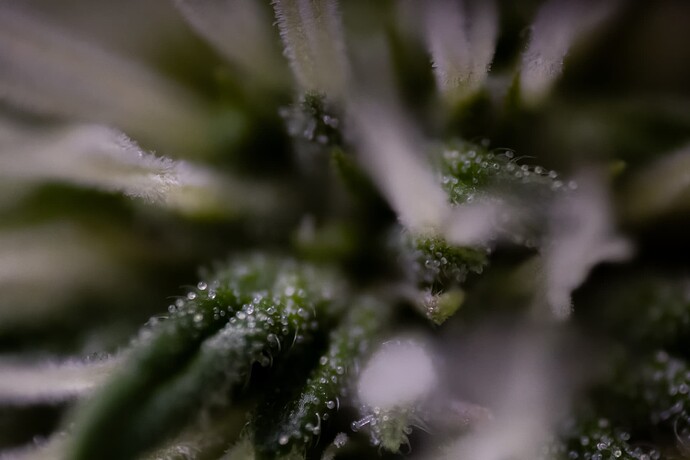 CherryMACMuffin-BT13-1735