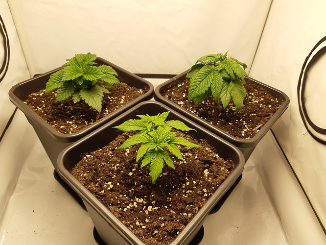 Growreport Bild 1