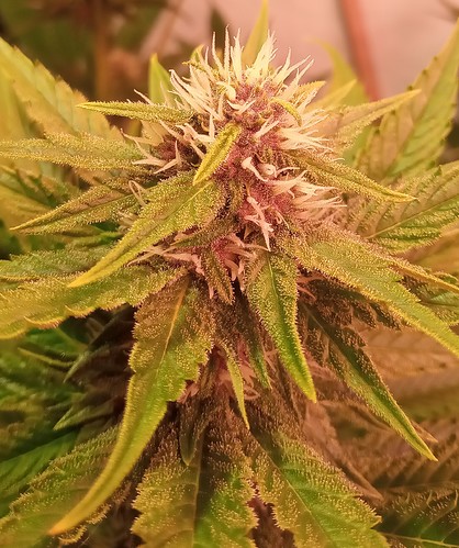 Growreport Bild 70