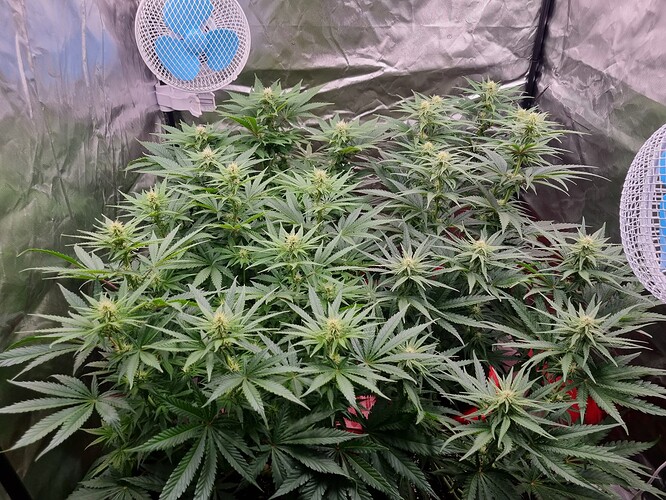 Growreport Bild 13