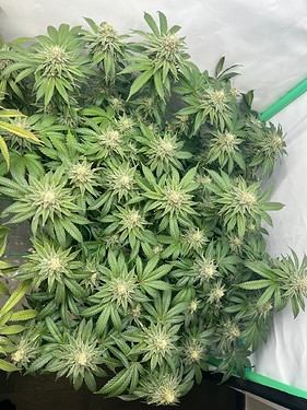 Growreport Bild 11