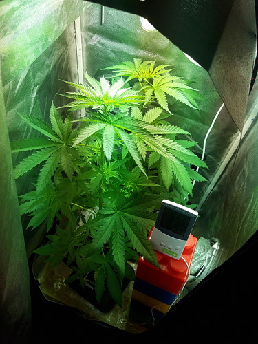 Growreport Bild 3