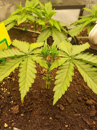 Growreport Bild 31