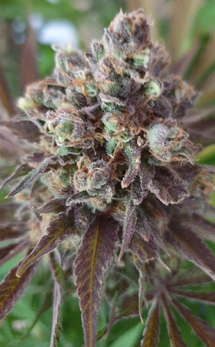 Growreport Bild 9