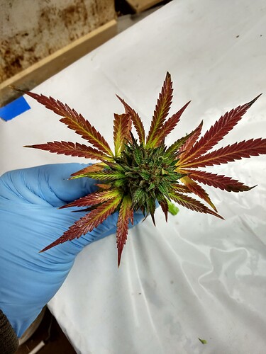 IMG_20231011_163213584_HDR