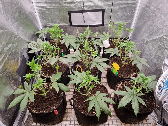 Growreport Bild 35