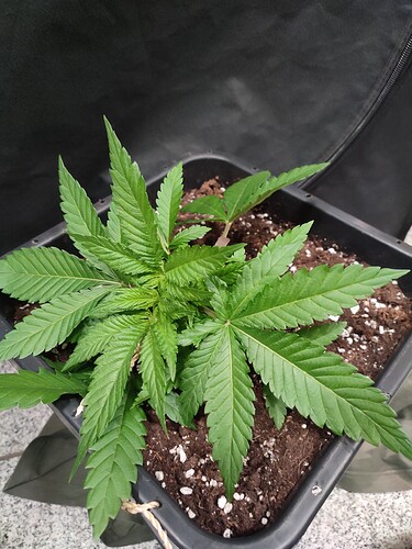 Growreport Bild 3