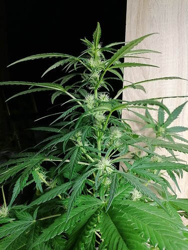 Growreport Bild 4