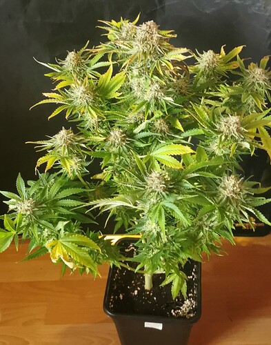 Growreport Bild 15