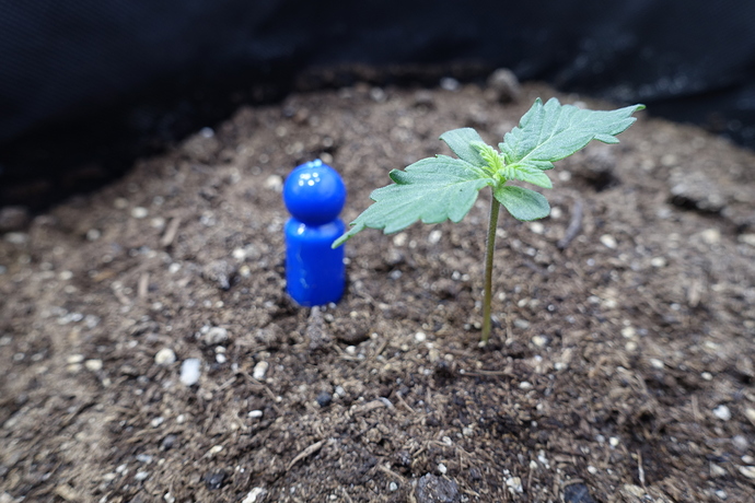 Growreport Bild 2