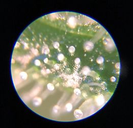 tri_trainwreck_35days