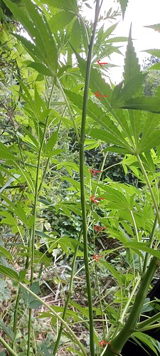 Growreport Bild 3