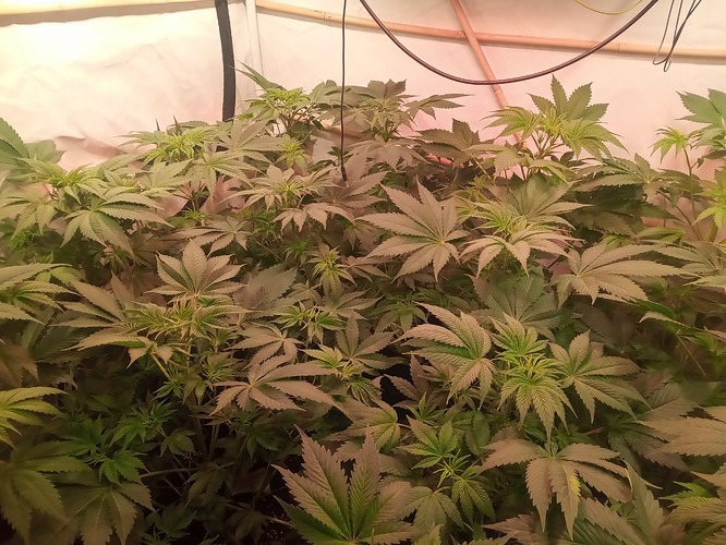 Growreport Bild 36