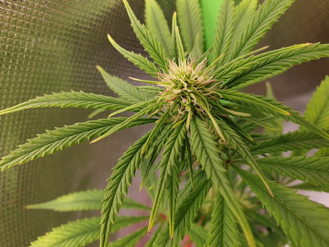 Growreport Bild 3