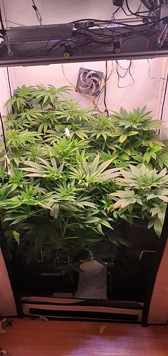 Growreport Bild 1