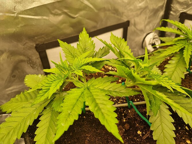 Growreport Bild 33
