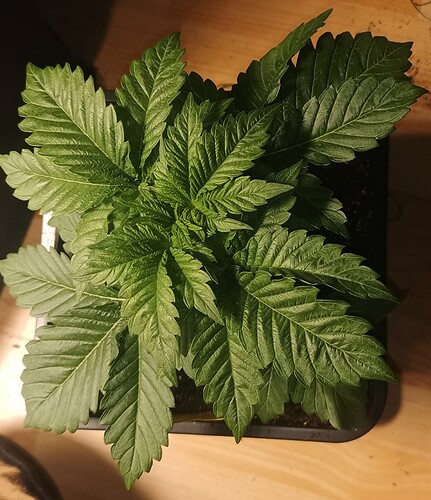 Growreport Bild 5