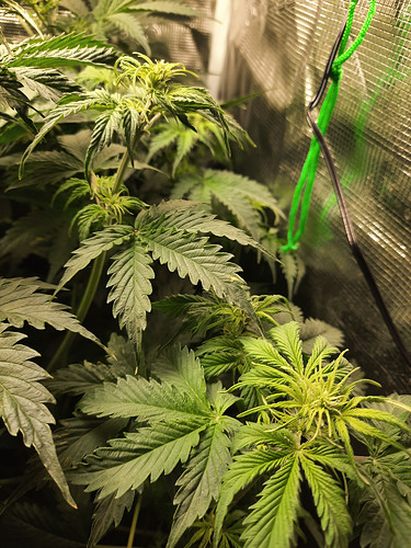Growreport Bild 16