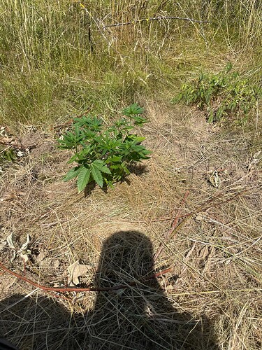Growreport Bild 6