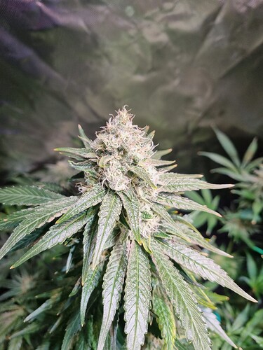 Growreport Bild 21