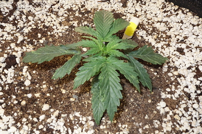 Growreport Bild 3