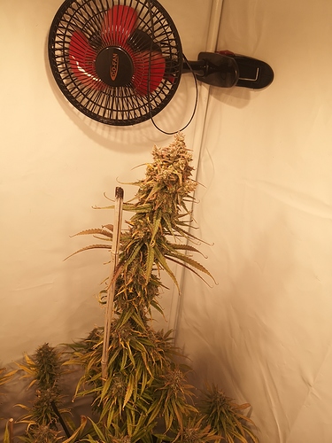 Growreport Bild 4