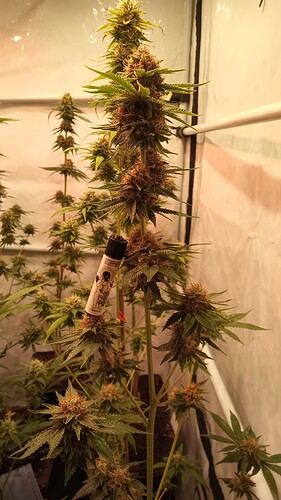 Growreport Bild 28