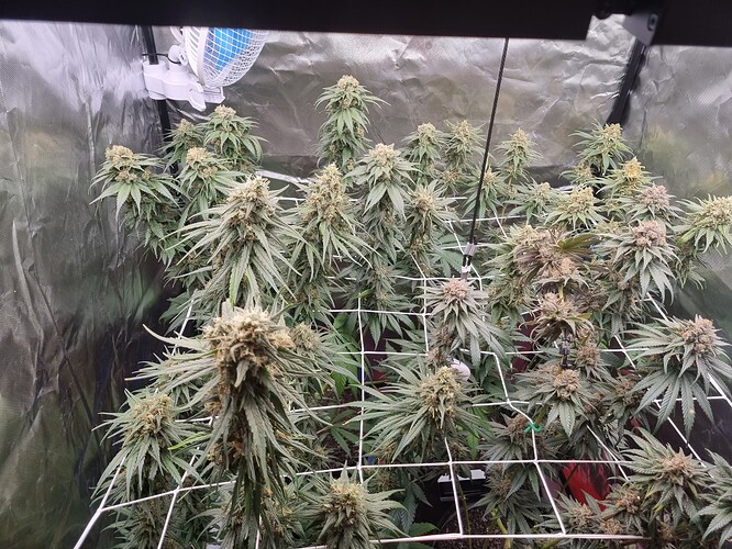 Growreport Bild 15
