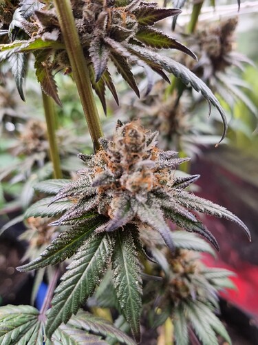 Growreport Bild 23