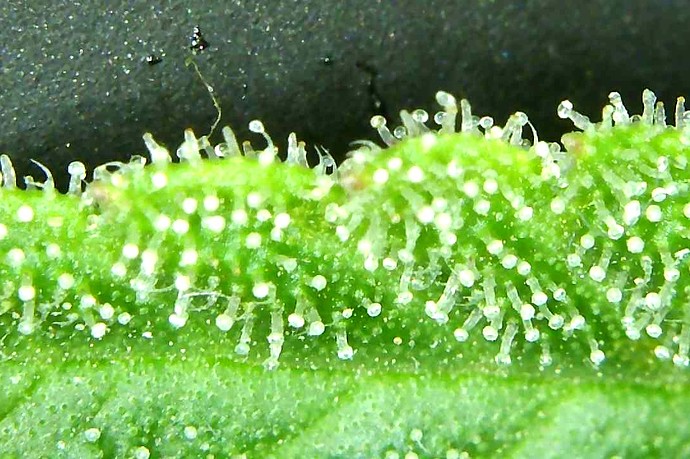 Growreport Bild 5
