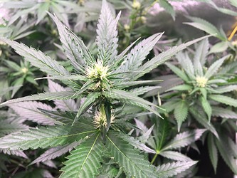 Growreport Bild 5