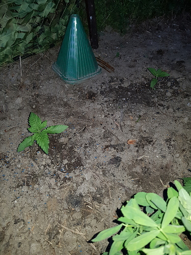 Growreport Bild 4