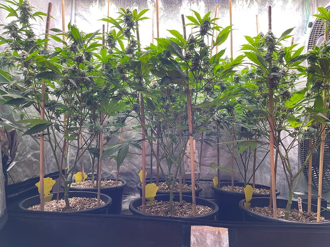 Growreport Bild 1