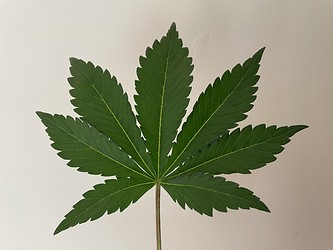Growreport Bild 4