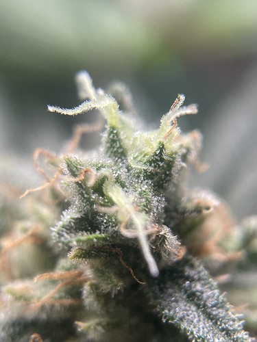 Growreport Bild 22
