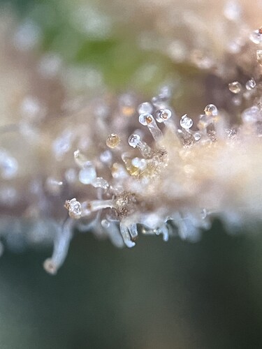 Growreport Bild 37