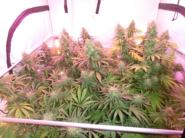 Growreport Bild 1