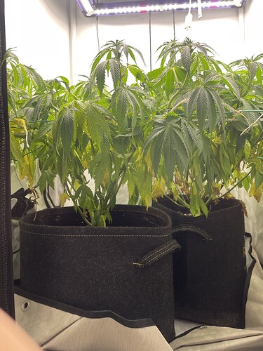 Growreport Bild 2