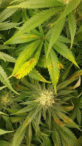 Growreport Bild 26