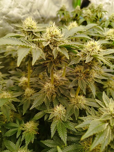 Growreport Bild 6