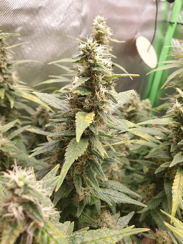Growreport Bild 3