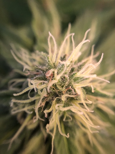 Growreport Bild 40