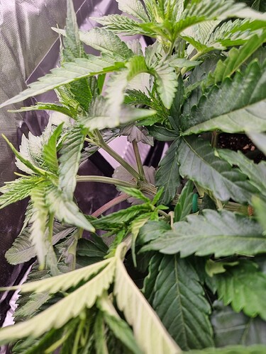 Growreport Bild 35