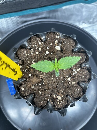 Growreport Bild 51
