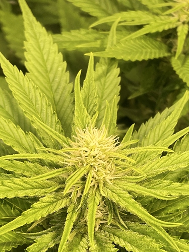 Growreport Bild 56