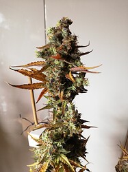 GG#1_240122-2