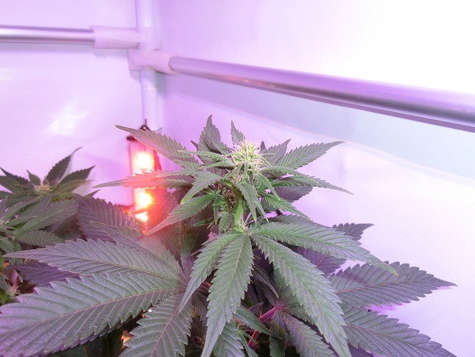 Growreport Bild 4