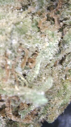 Growreport Bild 15