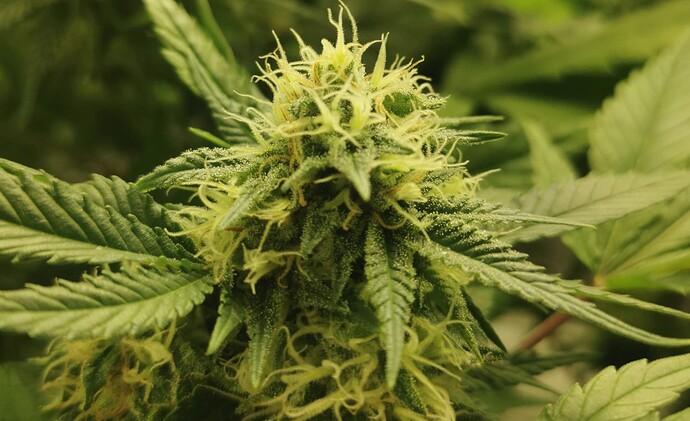 IMG_20220518_104925 (2)