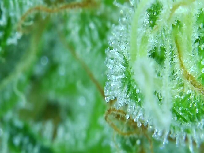 Growreport Bild 7